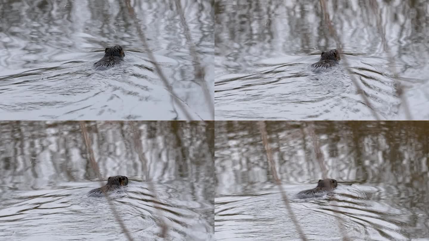 海狸鼠-在沼泽中游泳和寻找食物的心肌病鼠