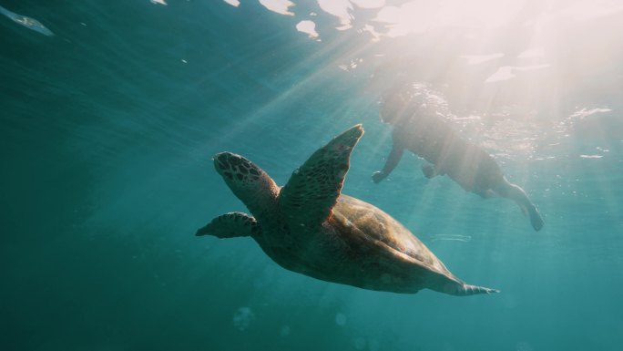 大海与海龟游泳