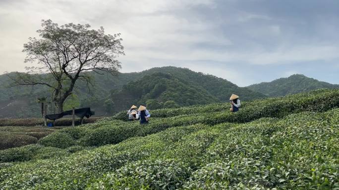 浙江杭州梅家坞龙井茶山茶村视频素材