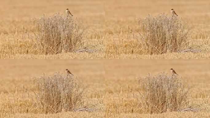 雌性红背伯劳鸟(Lanius collurio)坐在麦田的穗上寻找食物
