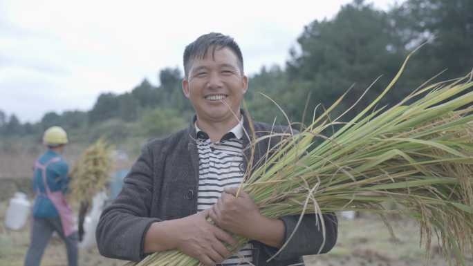4k高速收割水稻三农微笑喜悦收获的季节