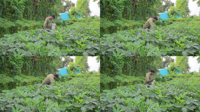 这位中年印度农民正在采摘秋葵或秋葵——印度模型。