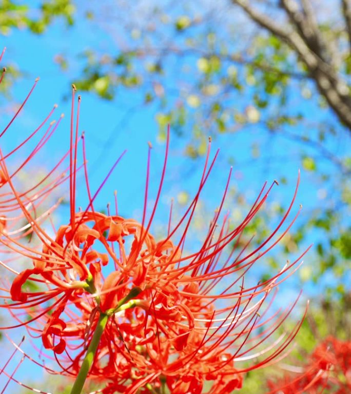 红蜘蛛百合或簇朱顶花盛开在蓝色的天空在秋天或秋天，户外或旅游背景，Higanbana或石蒜，垂直视频