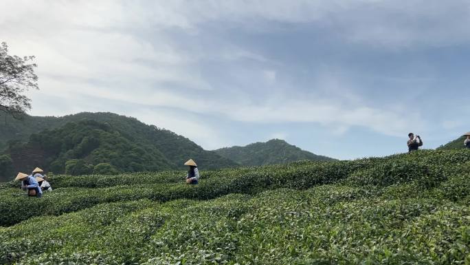 浙江杭州梅家坞龙井茶山茶村视频素材