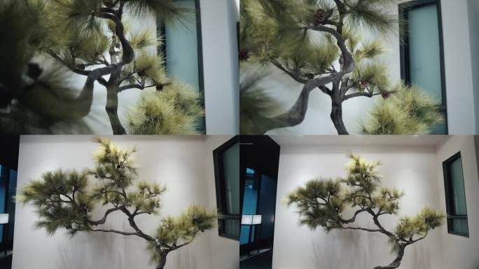 日式松树室内树木