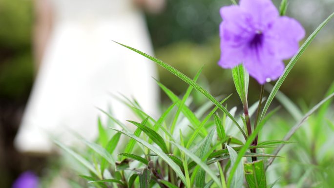 【原创】花草 户外 摇晃的小花4k素材