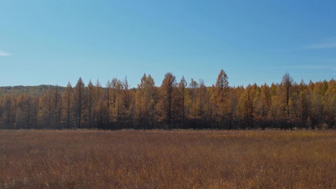 秋天白桦林秋景