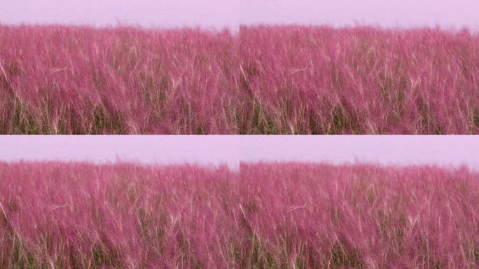 秋天唯美粉黛乱子草