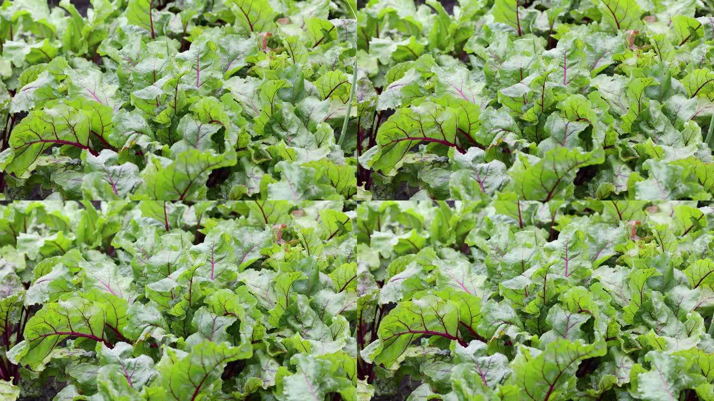 雨后生长在花园床上的有机绿红色甜菜根嫩叶。
