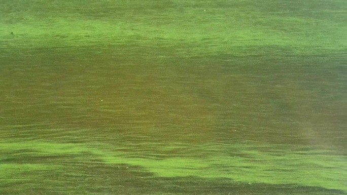 蓝藻对水体的污染是一个世界性的环境问题。水体、河流和湖泊中有害的藻类大量繁殖。