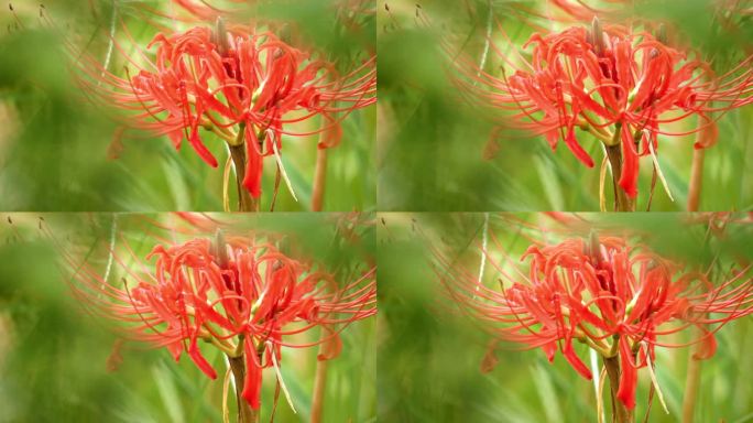 红蜘蛛百合花或丛花朱顶花在花园里，秋天或秋天的背景，Higanbana
