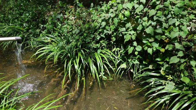 大鲵娃娃鱼两栖动物野生生物水产生态养殖