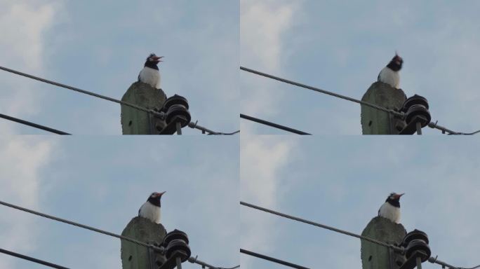 4k电线杆上的小鸟，蓝天背景