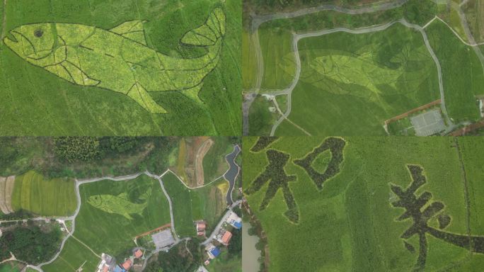 大鱼稻田图案 年年有余