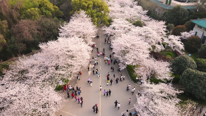 航拍武汉大学校园春天樱花季樱花大道风景