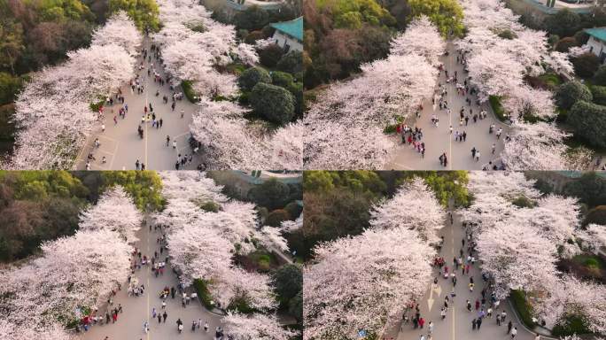 航拍武汉大学校园春天樱花季樱花大道风景