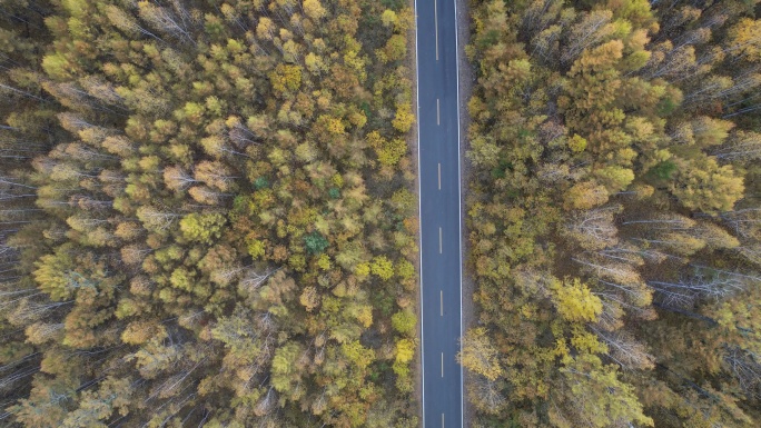 森林公路秋景