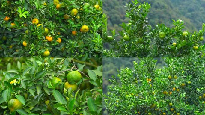 丰收果园橘子农业种植柑橘即将成熟