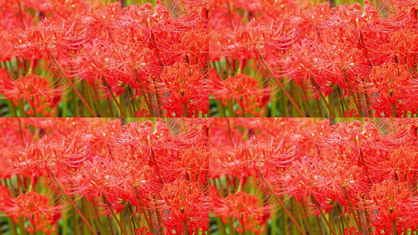 红蜘蛛百合花或丛花朱顶花在花园里，秋天或秋天的背景，Higanbana