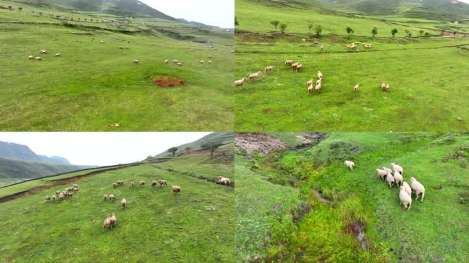 羊群吃草奔跑