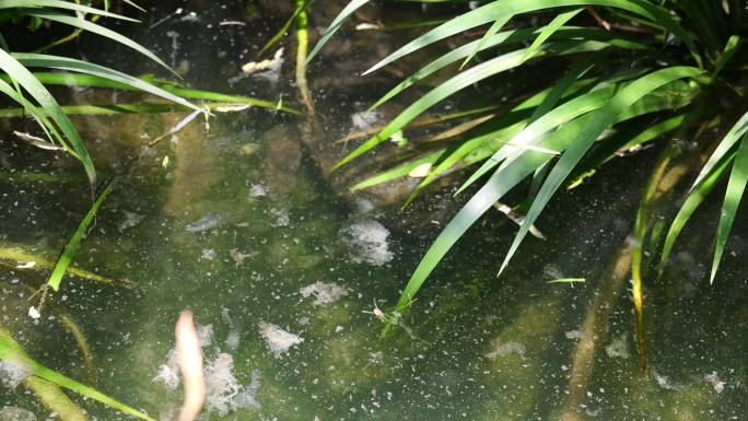 大鲵娃娃鱼两栖动物野生生物水产生态养殖