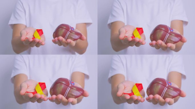 红黄丝带医生和人体肝脏解剖模型。世界肝炎日，7月28日，肝癌宣传月，黄疸，肝硬化，衰竭，扩大，肝性脑