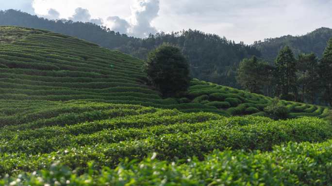 树林 绿植 农作物 茶山延时4K素材实拍