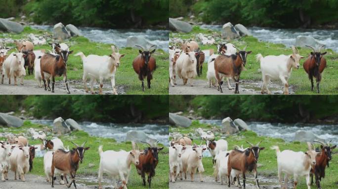 河边行走的羊群