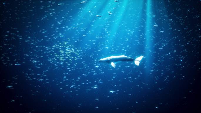 4k唯美海洋鲸鱼鱼群