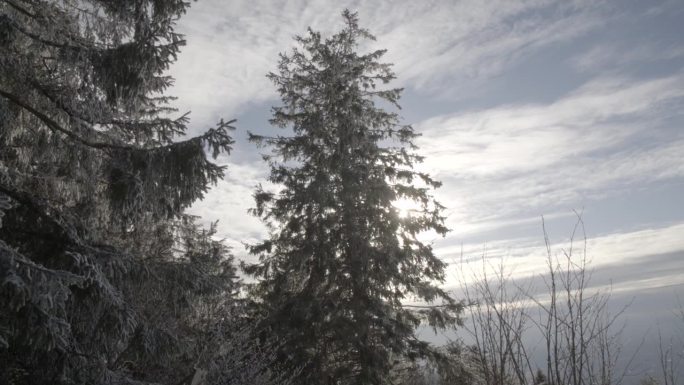 冬天森林的细节仰望仰视山林树林阳光光影