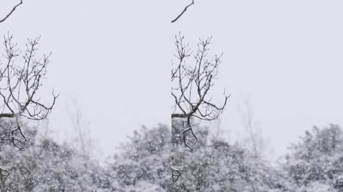 垂直视频-在茂密的森林里，大雪落在树上的慢动作