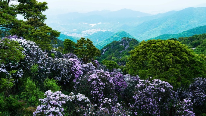 深圳唯一的原生高山杜鹃：梧桐山毛棉杜鹃花