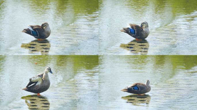 湿地斑嘴鸭梳理羽毛4k实拍素材