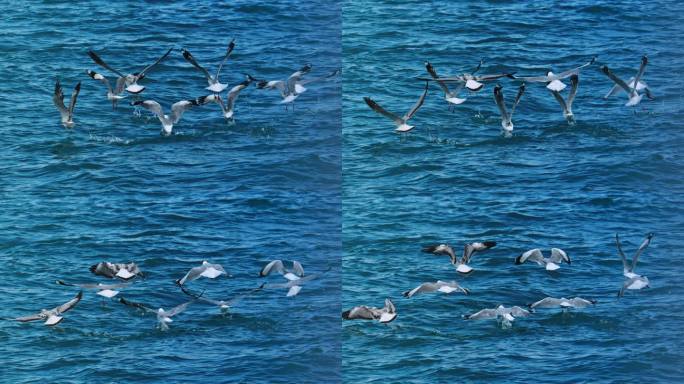鸟飞鸟海鸥白鹭湿地鸟飞候鸟动物生态环境鸟