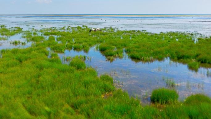 鹤丹顶鹤动物湿地候鸟飞鹤生态公园野生动物