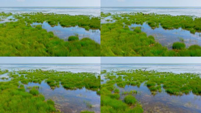 鹤丹顶鹤动物湿地候鸟飞鹤生态公园野生动物