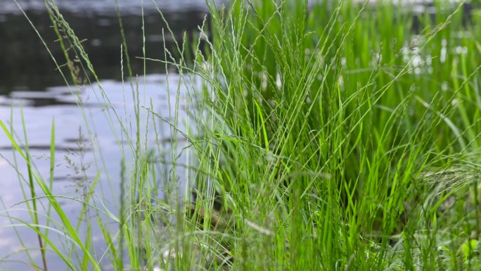 在多云的夏天，河岸上长着高大的绿草