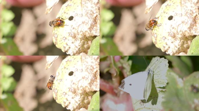 蜜蜂白蝴蝶甲虫