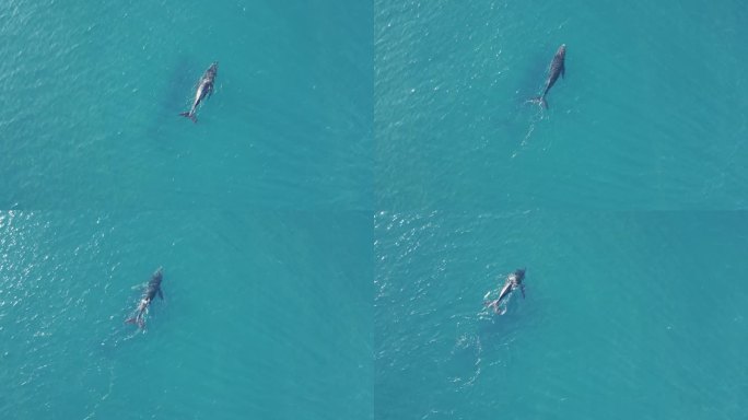 母座头鲸和幼座头鲸