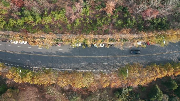 合肥枫林路秋景