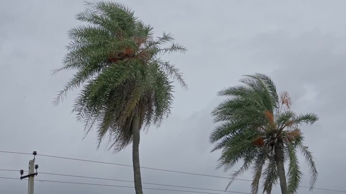 凤凰西尔维斯，野生棕榈，或银椰枣树在多云的天空背景