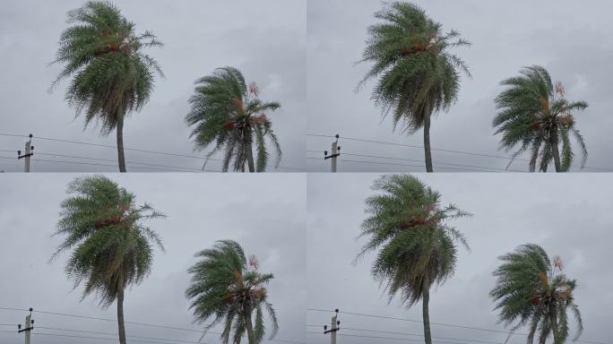 凤凰西尔维斯，野生棕榈，或银椰枣树在多云的天空背景
