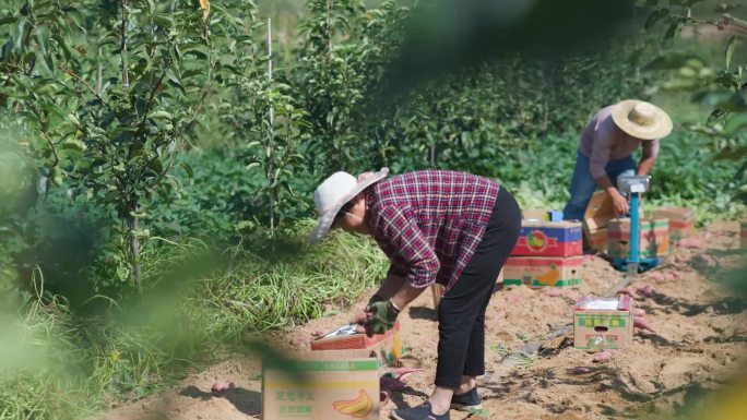 地瓜 红薯 种植 收获 土壤 丰收
