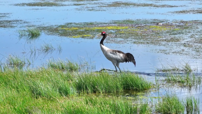 鹤丹顶鹤动物湿地候鸟飞鹤生态公园野生动物