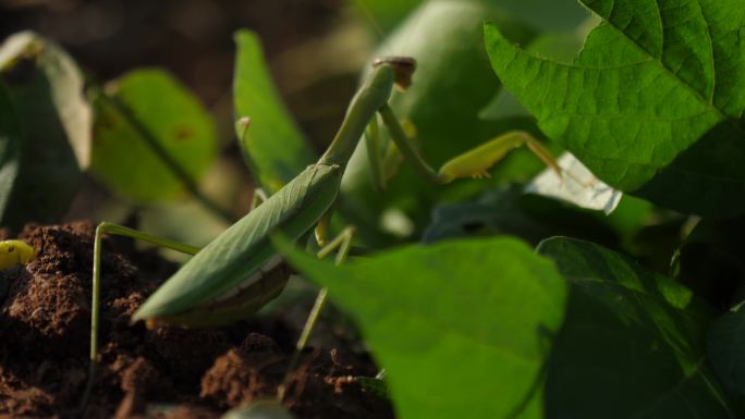 昆虫螳螂