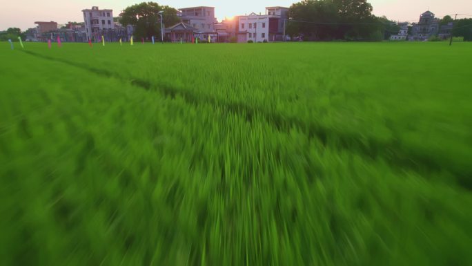 航拍成熟之前挂满稻穗的大片稻田与村庄