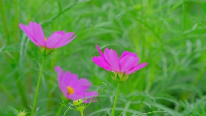 花特写