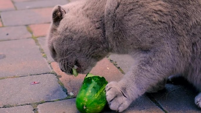 猫吃了一根黄瓜。有选择性的重点。的动物。