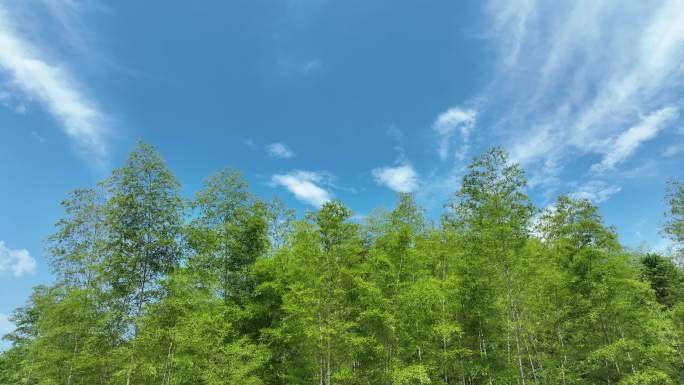 竹林航拍竹海绿色森林鸟瞰树林蓝天白云风景