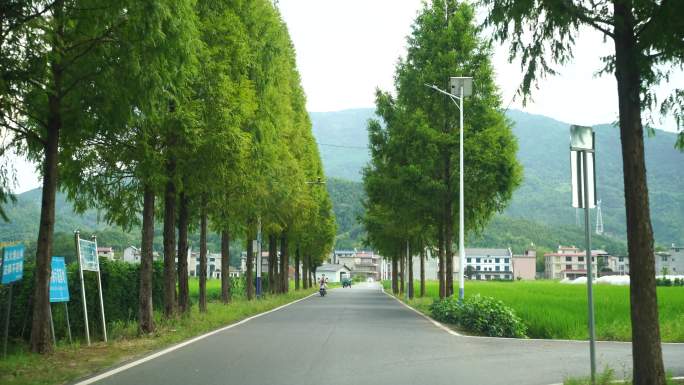 开车行驶乡村林荫小道公路道路驾驶第一视角